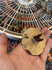 Cystoderma carcharias fallax