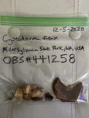 Cystoderma carcharias fallax