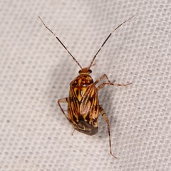 Taedia
