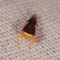 Norvellina pulchella
