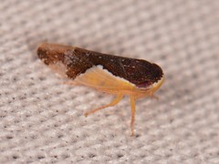 Norvellina pulchella