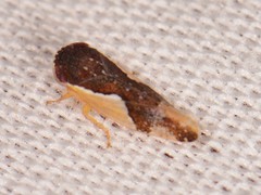 Norvellina pulchella
