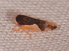 Norvellina pulchella