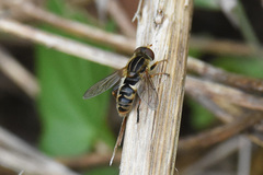 Anasimyia anausis
