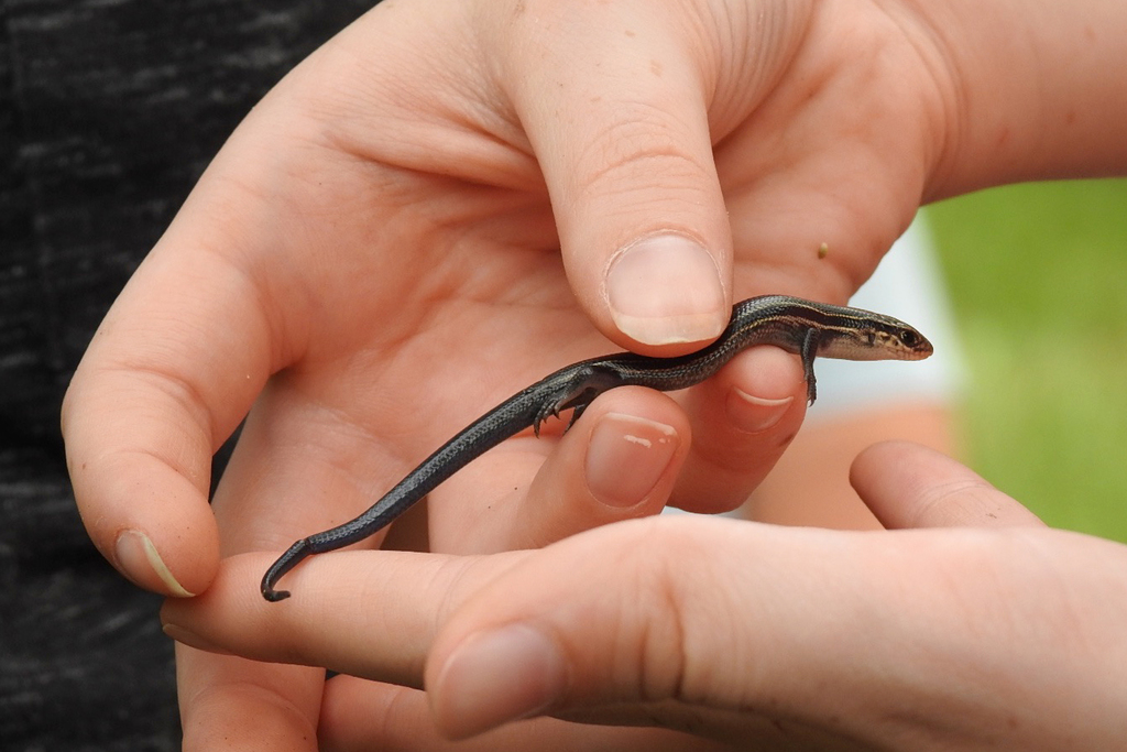 Northern Prairie Skink