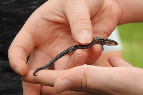 Northern Prairie Skink