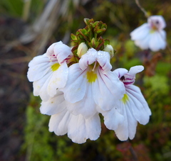 Euphrasia cuneata