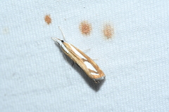 Catoptria latiradiellus