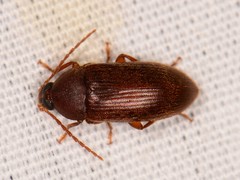 Hymenorus