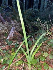 Crocosmia × crocosmiiflora