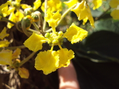 Stigmaphyllon bonariense