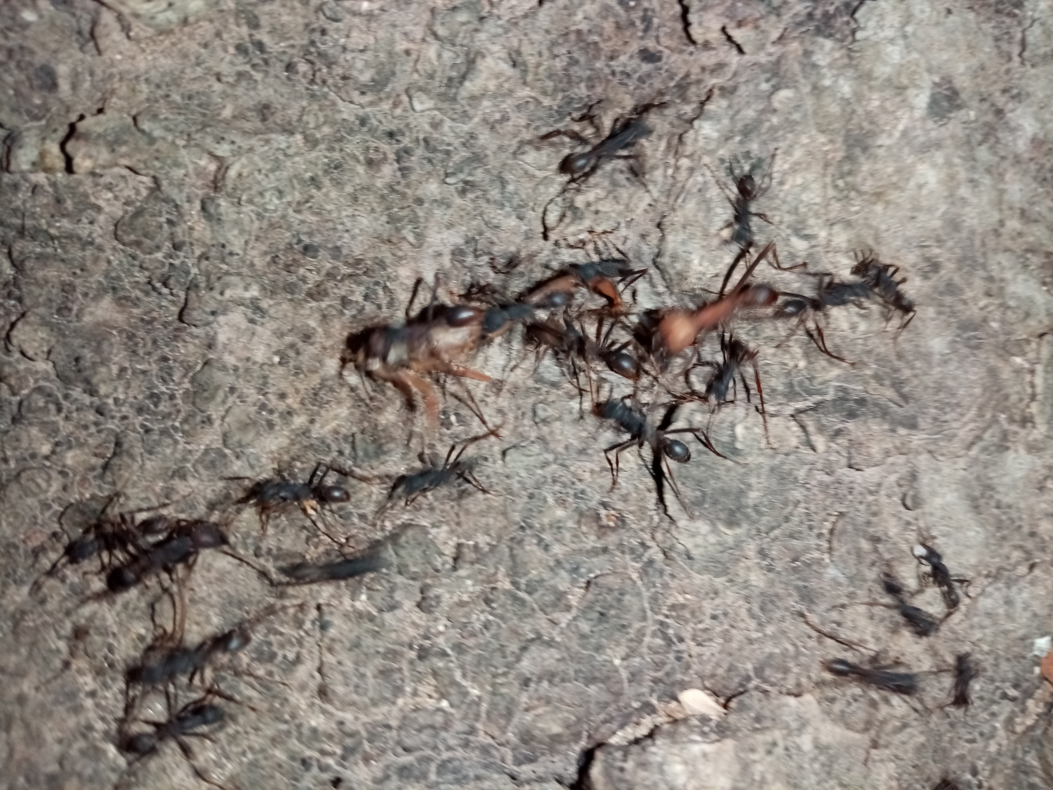 Eciton burchellii parvispinum