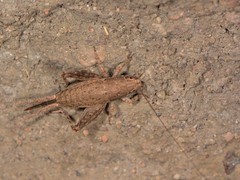 Cycloptilum comprehendens