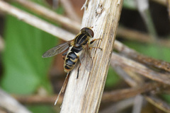 Anasimyia anausis