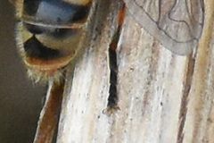 Anasimyia anausis