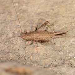 Cycloptilum comprehendens