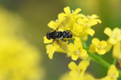 Anasimyia anausis