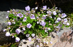 Veronica hookeriana