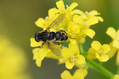 Anasimyia anausis
