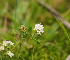 Asperula scoparia