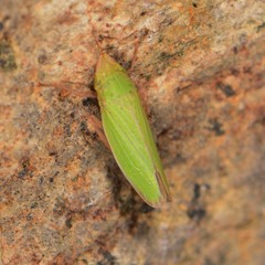 Draeculacephala minerva