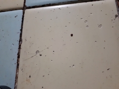 Rhipicephalus microplus