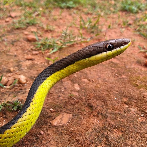 Photo of a Miranda Green Racer (mattogrossensis) (Philodryas mattogrossensis)