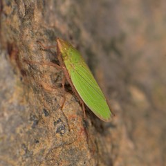 Draeculacephala minerva