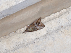 Hypena scabra