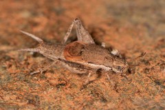 Cycloptilum comprehendens