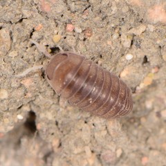 Venezillo arizonicus