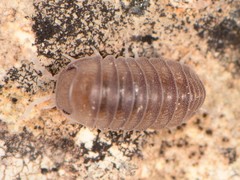 Venezillo arizonicus