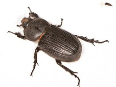 Hemiphileurus illatus