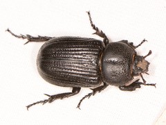 Hemiphileurus illatus