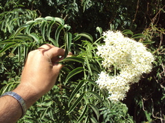 Sambucus australis