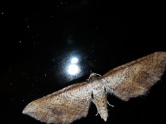 Coenocalpe millierata