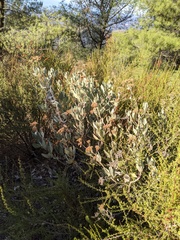 Eriodictyon traskiae smithii