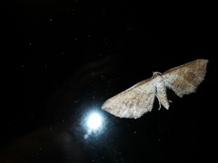 Coenocalpe millierata