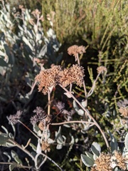 Eriodictyon traskiae smithii