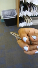 Elgaria multicarinata webbii