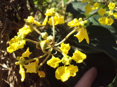 Stigmaphyllon bonariense