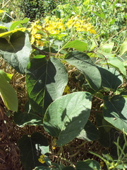 Stigmaphyllon bonariense