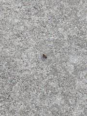 Apis mellifera