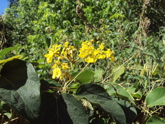 Stigmaphyllon bonariense