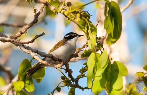 White-throated Honeyeater (Melithreptus albogularis)