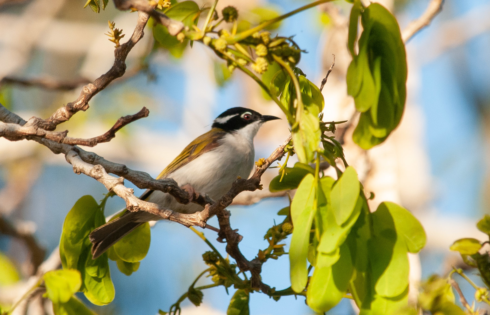 White-throated Honeyeater illustration