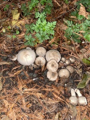 Pseudochitonia