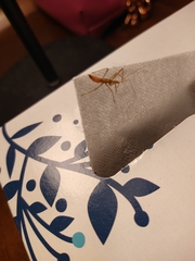 Zelus cervicalis