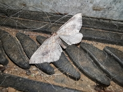 Coenocalpe millierata