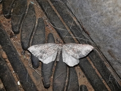 Coenocalpe millierata